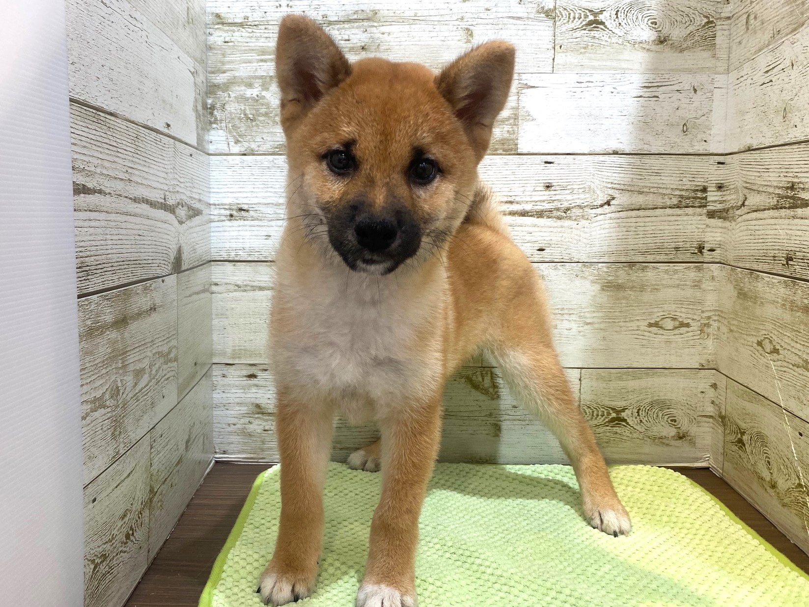 奈良県の柴犬(標準サイズ) (マルエスペット ヒルステップ生駒店/2025年6月28日生まれ/男の子/赤)の子犬の4枚目の画像