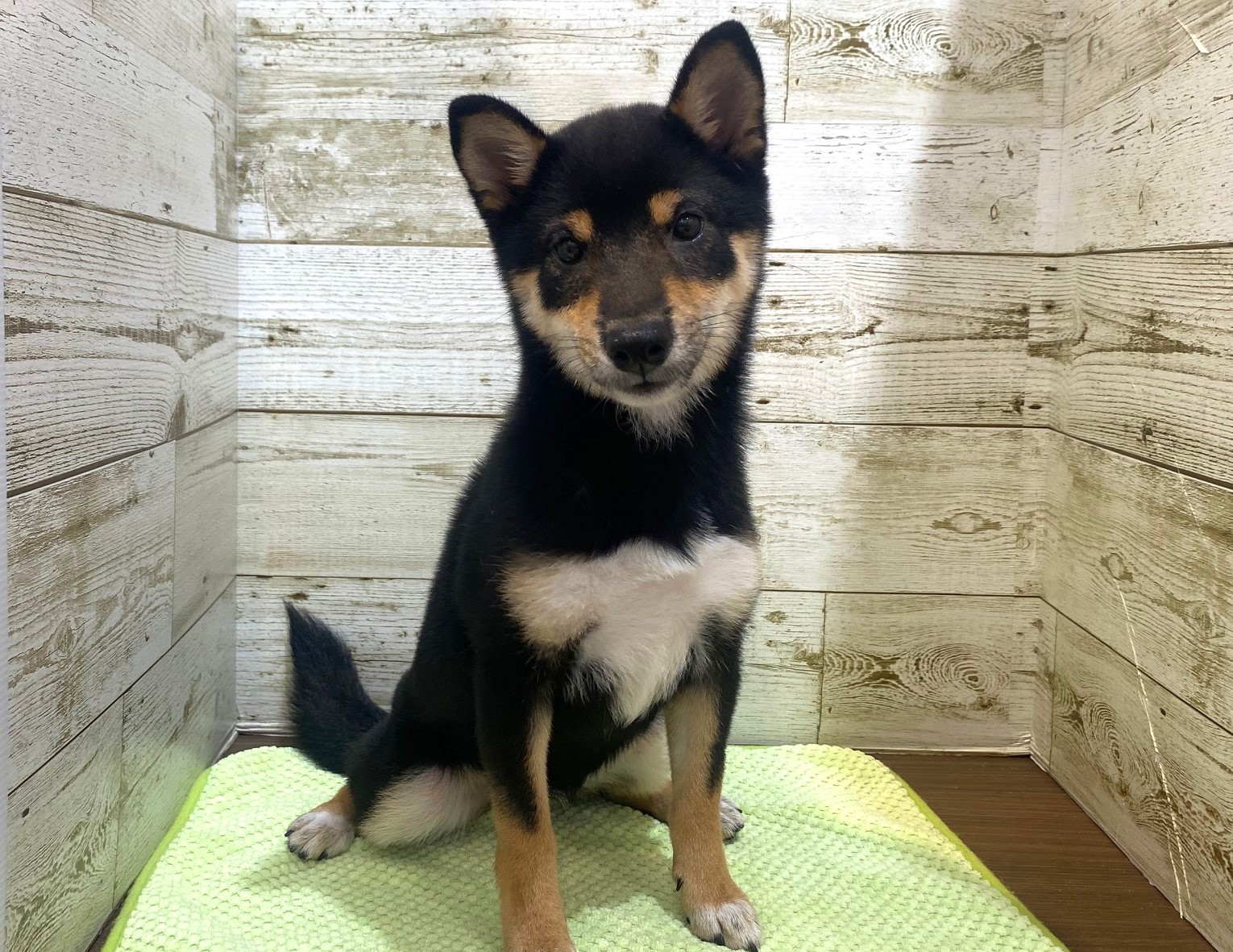 奈良県の豆柴 (マルエスペット ヒルステップ生駒店/2025年5月25日生まれ/女の子/黒)の子犬の4枚目の画像