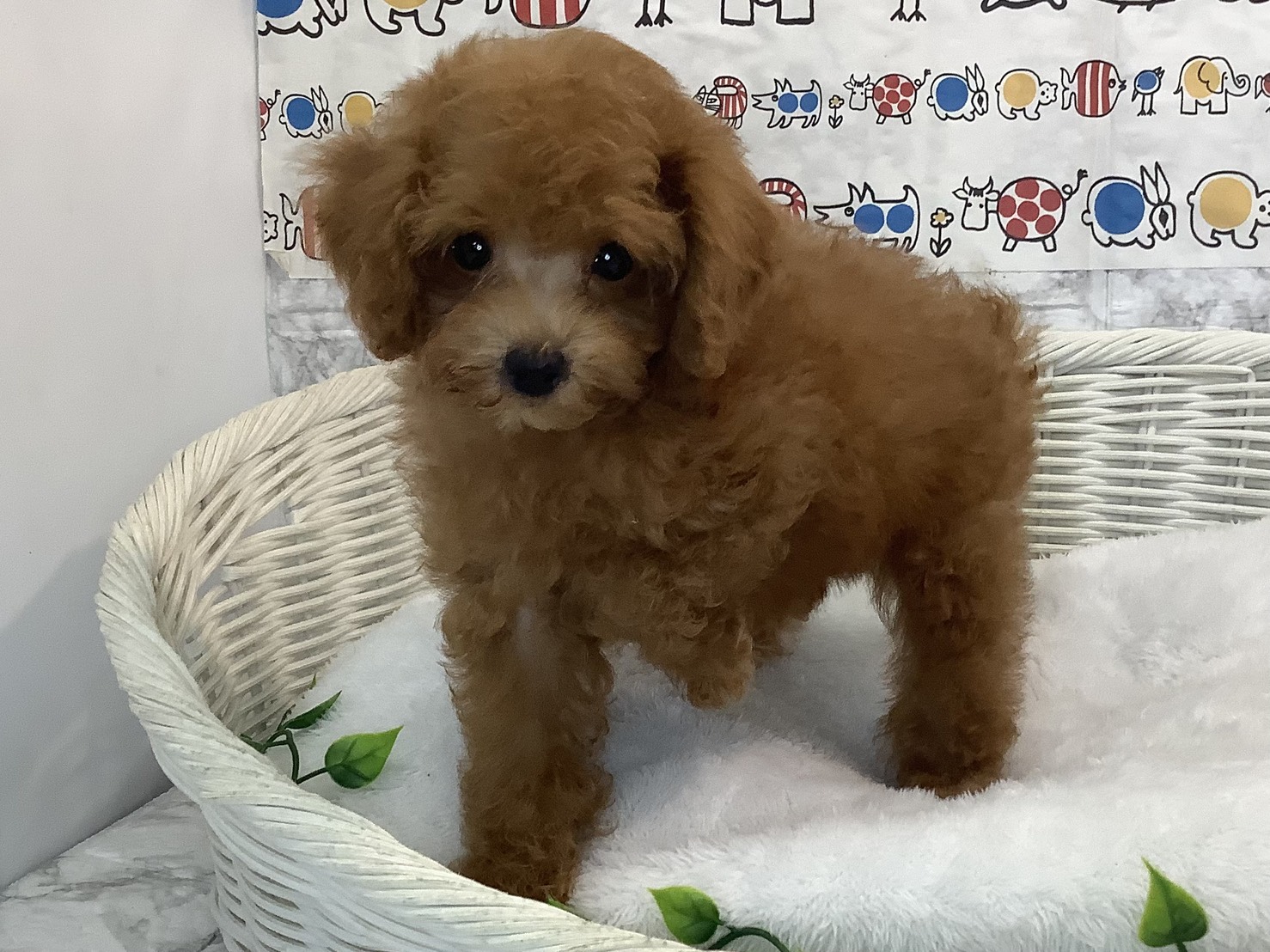 静岡県のトイプードル(トイ) (マルエスペットホームアシスト店/2025年7月23日生まれ/男の子/レッド)の子犬の3枚目の画像