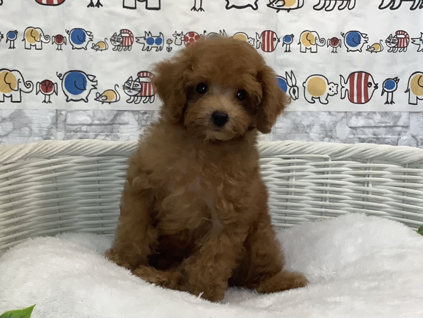 静岡県のトイプードル(トイ) (マルエスペットホームアシスト店/2025年7月23日生まれ/男の子/レッド)の子犬の1枚目の画像