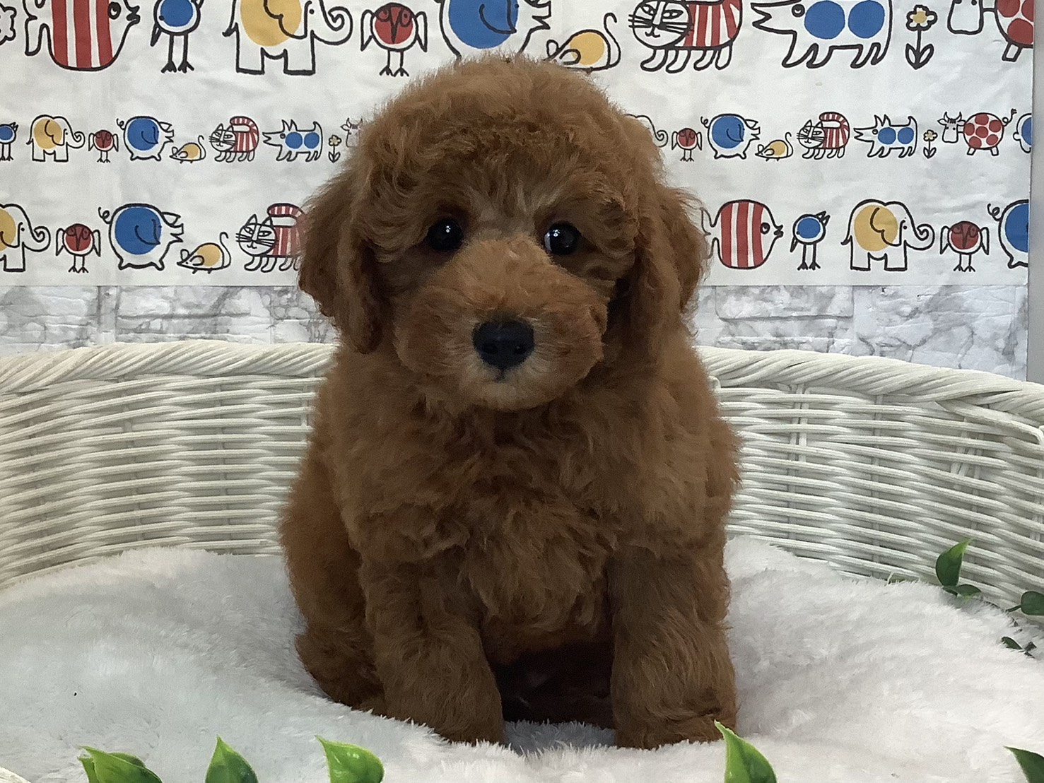 奈良県のトイプードル(トイ) (マルエスペット いかるが店/2025年8月2日生まれ/男の子/レッドフォーン)の子犬の1枚目の画像