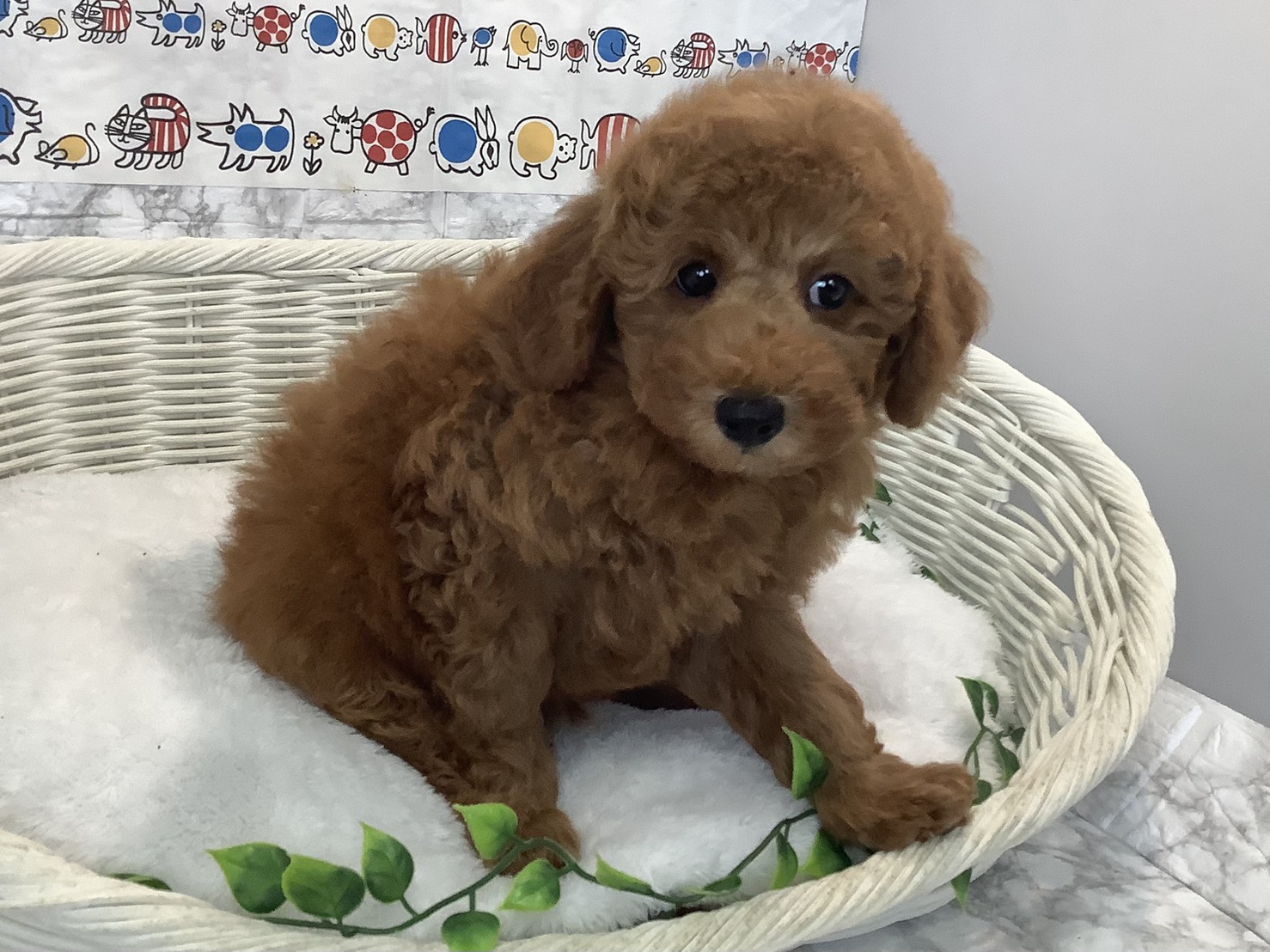 奈良県のトイプードル(トイ) (マルエスペット いかるが店/2025年8月2日生まれ/男の子/レッドフォーン)の子犬の2枚目の画像