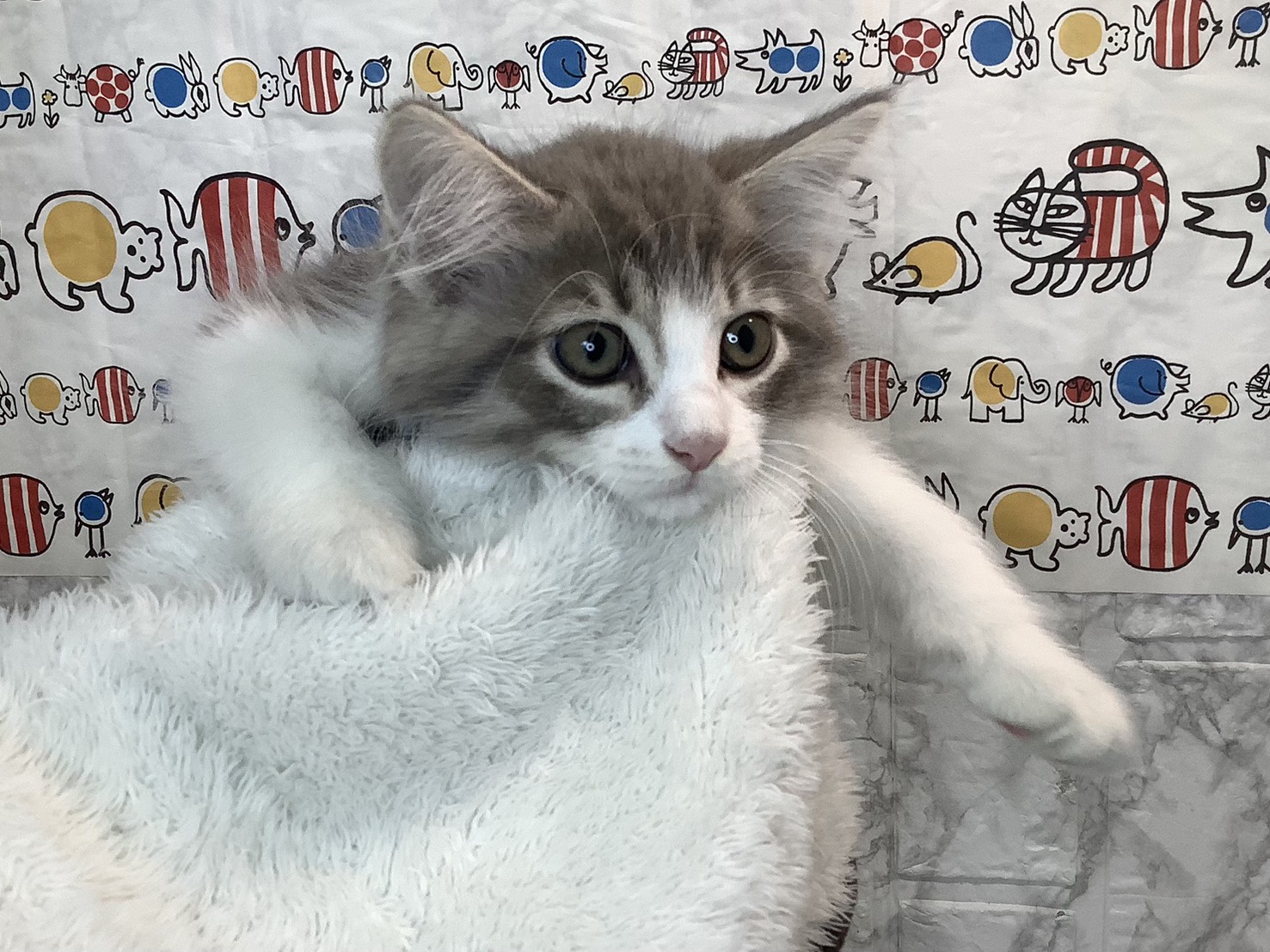 神奈川県のサイベリアン (マルエスペット相模大野店/2025年8月3日生まれ/男の子/ブルータビーホワイト)の子猫の2枚目の画像