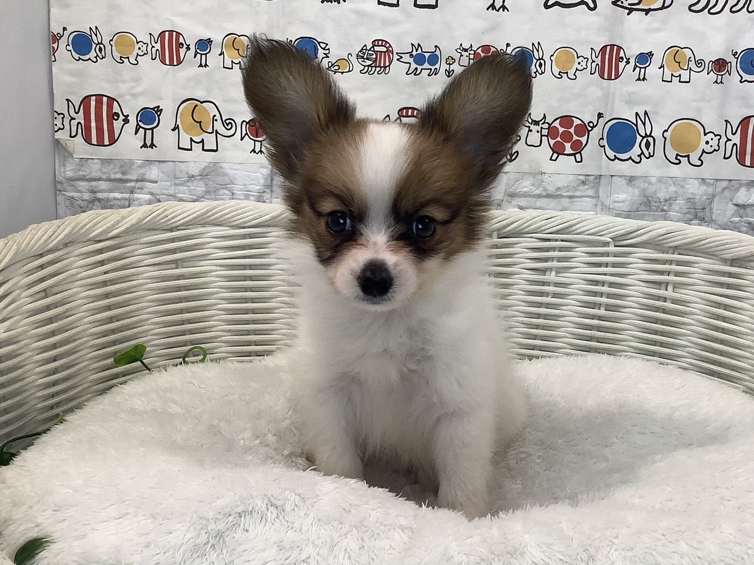 静岡県のパピヨン (マルエスペット島田店/2025年8月3日生まれ/男の子/ホワイトセーブル)の子犬の1枚目の画像