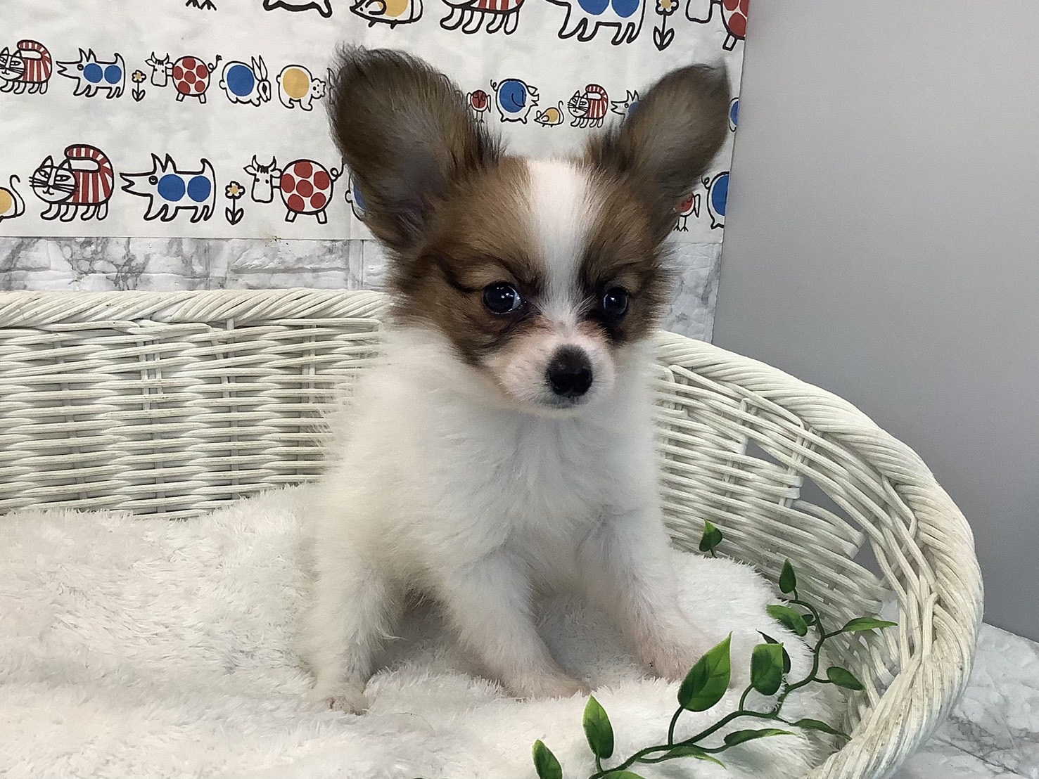静岡県のパピヨン (マルエスペット島田店/2025年8月3日生まれ/男の子/ホワイトセーブル)の子犬の2枚目の画像