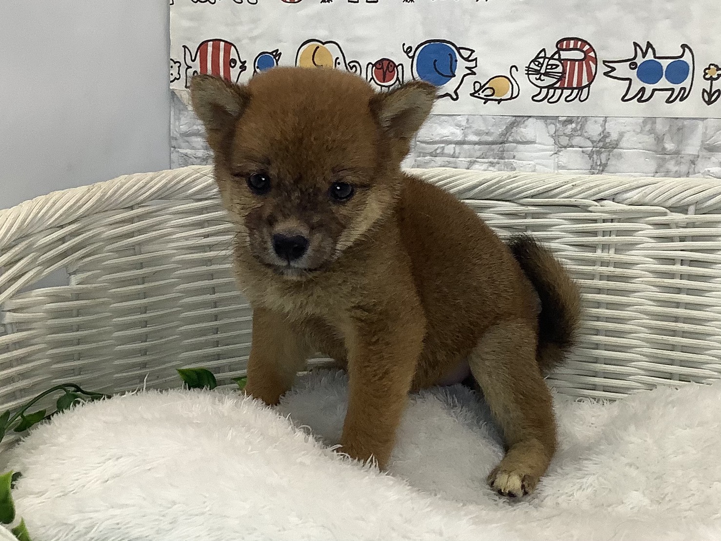 奈良県の柴犬(標準サイズ) (マルエスペット いかるが店/2025年8月1日生まれ/女の子/赤)の子犬の3枚目の画像