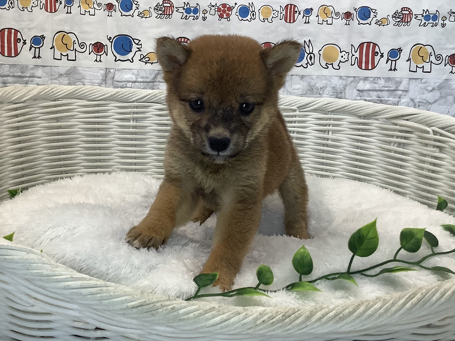 奈良県の柴犬(標準サイズ) (マルエスペット いかるが店/2025年8月1日生まれ/女の子/赤)の子犬の1枚目の画像