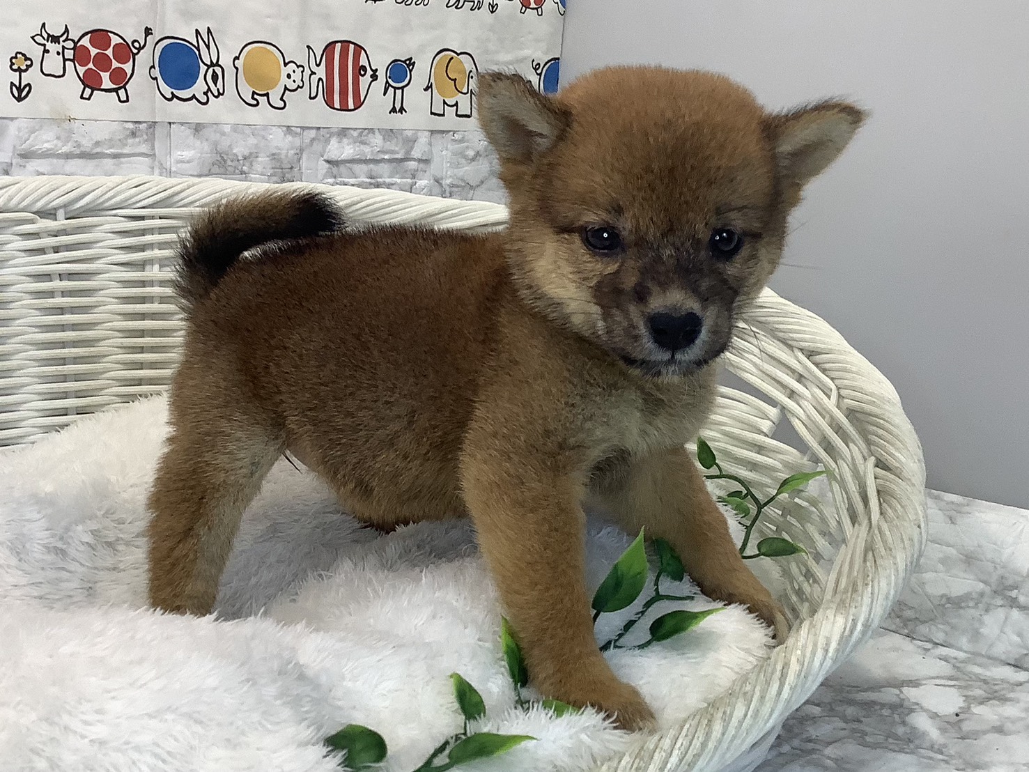 奈良県の柴犬(標準サイズ) (マルエスペット いかるが店/2025年8月1日生まれ/女の子/赤)の子犬の2枚目の画像
