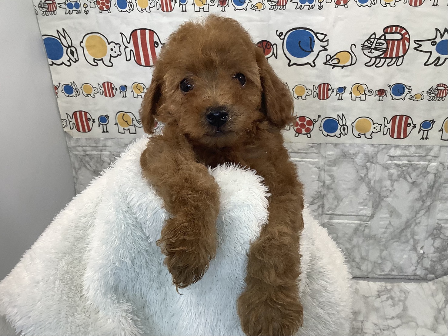 奈良県のトイプードル(トイ) (マルエスペット はんな店/2025年8月3日生まれ/女の子/レッド)の子犬の1枚目の画像