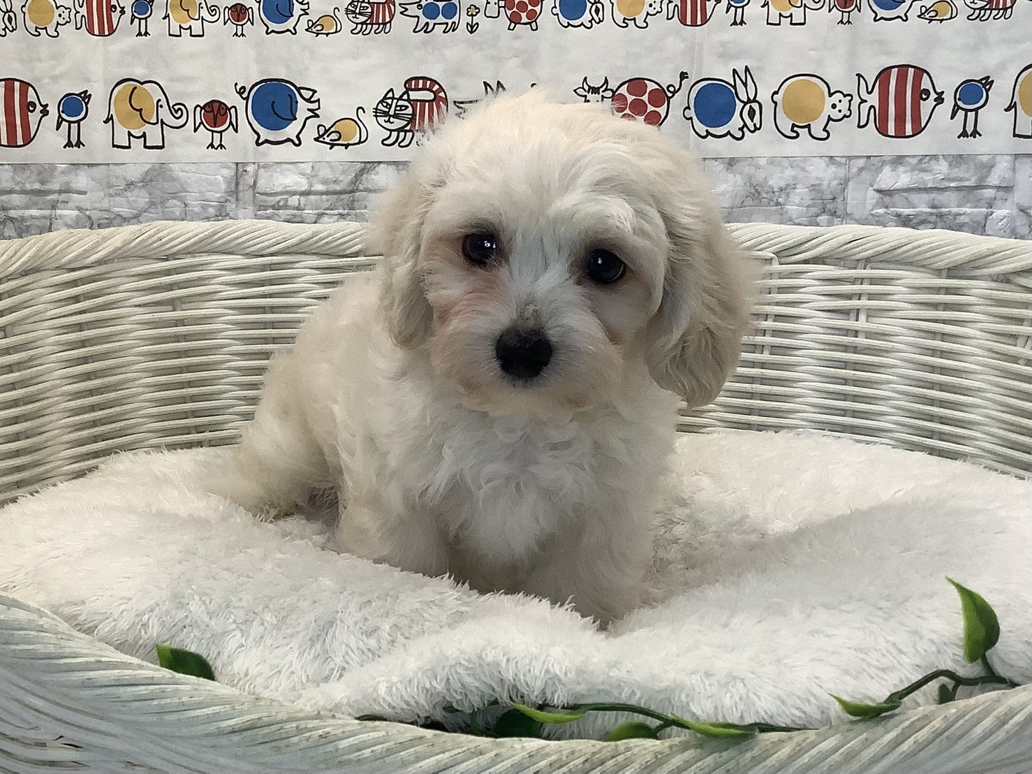 奈良県のハーフ犬・ミックス犬 (マルエスペット いかるが店/2025年8月2日生まれ/男の子/クリーム)の子犬の1枚目の画像