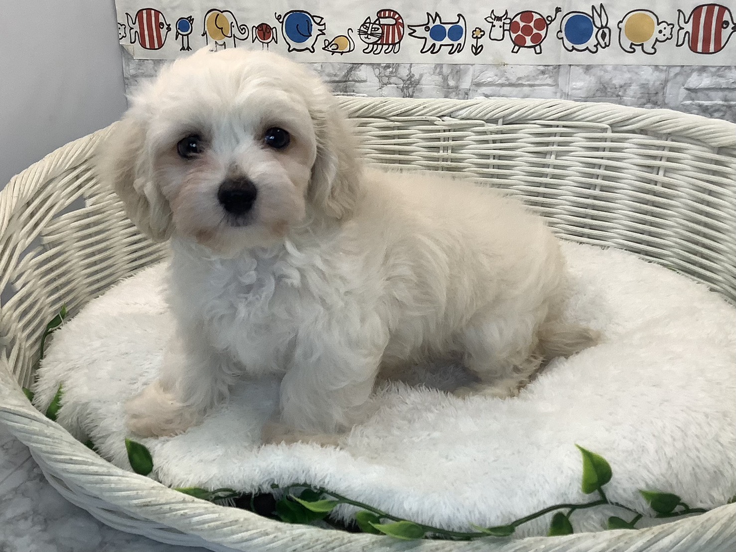 奈良県のハーフ犬・ミックス犬 (マルエスペット いかるが店/2025年8月2日生まれ/男の子/クリーム)の子犬の3枚目の画像