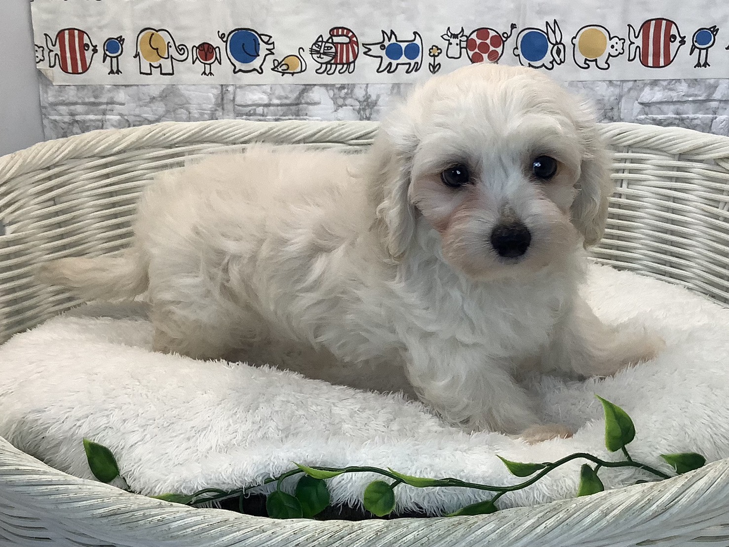 奈良県のハーフ犬・ミックス犬 (マルエスペット いかるが店/2025年8月2日生まれ/男の子/クリーム)の子犬の2枚目の画像