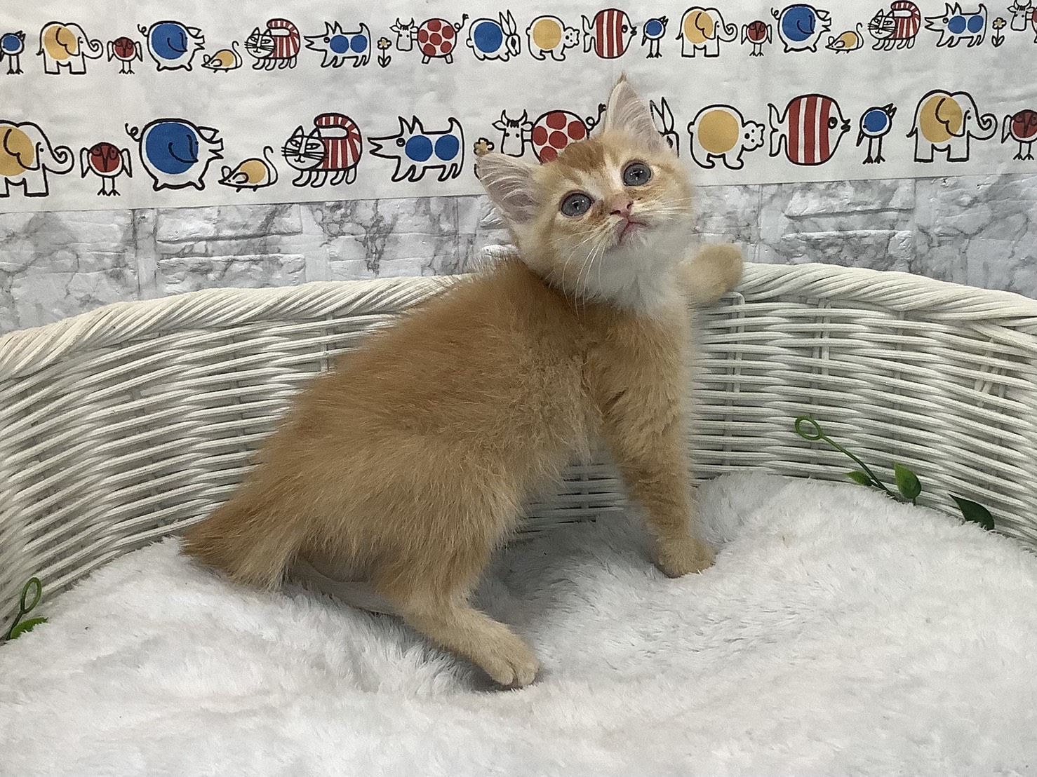 静岡県のミヌエット (マルエスペット島田店/2025年7月8日生まれ/女の子/レッドタビー)の子猫の2枚目の画像