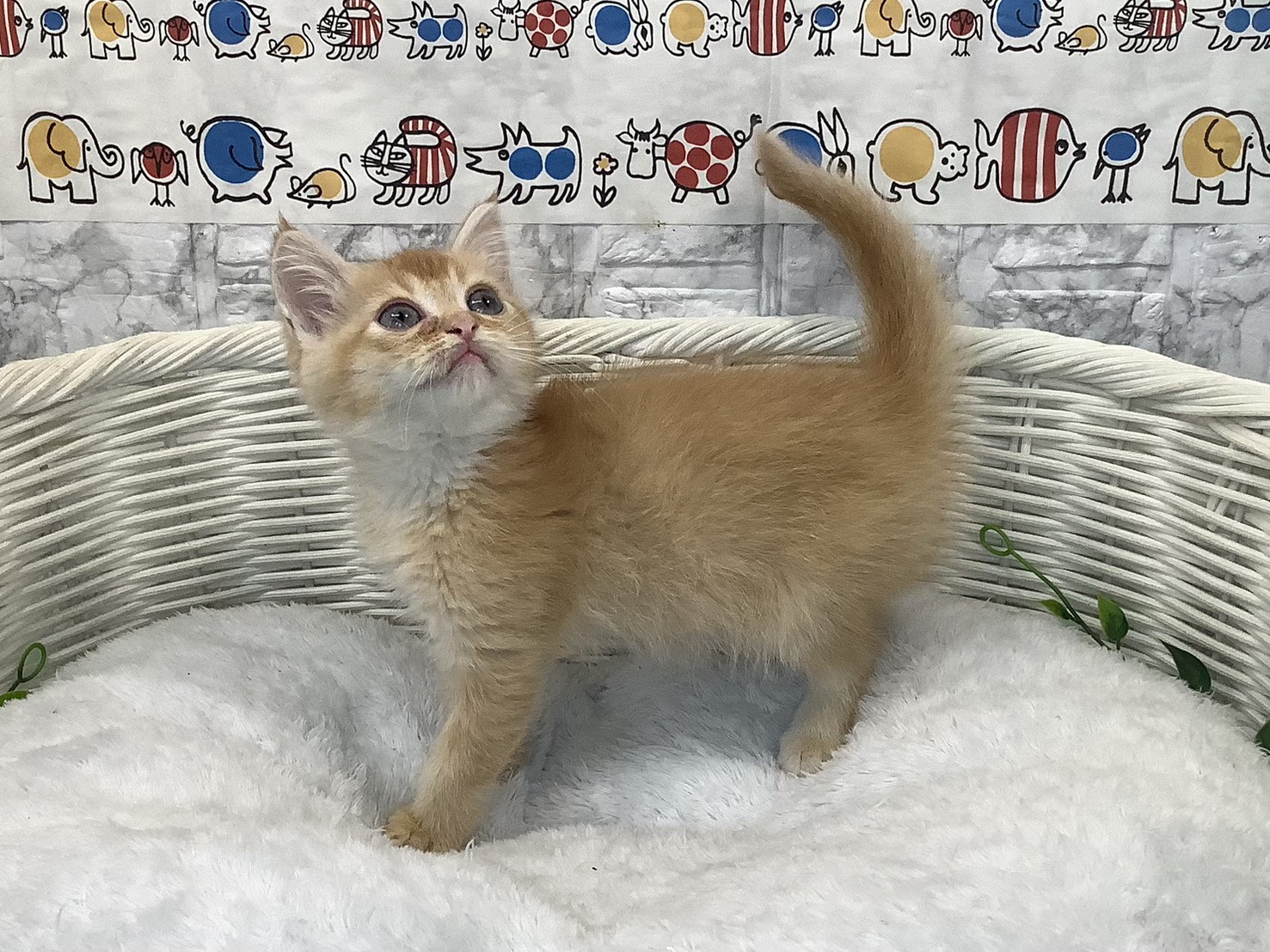 静岡県のミヌエット (マルエスペット島田店/2025年7月8日生まれ/女の子/レッドタビー)の子猫の3枚目の画像