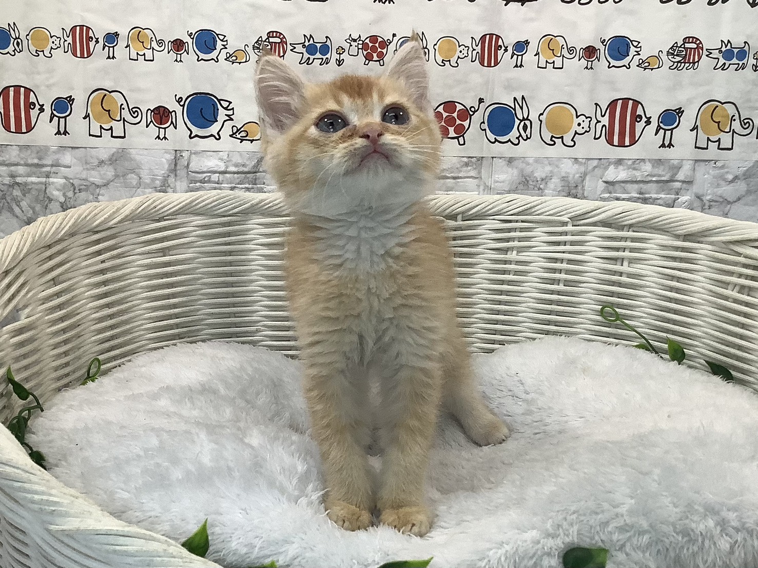 静岡県のミヌエット (マルエスペット島田店/2025年7月8日生まれ/女の子/レッドタビー)の子猫の1枚目の画像