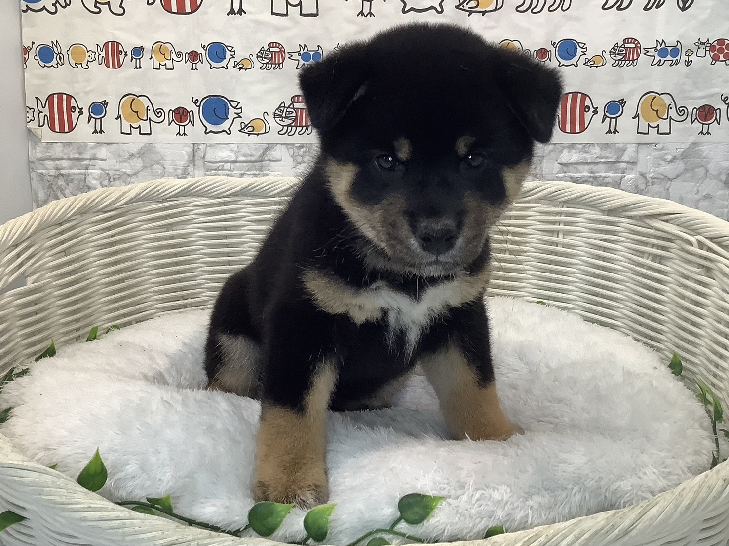 静岡県の柴犬(標準サイズ) (マルエスペット清水駒越店/2025年8月4日生まれ/女の子/黒)の子犬の1枚目の画像