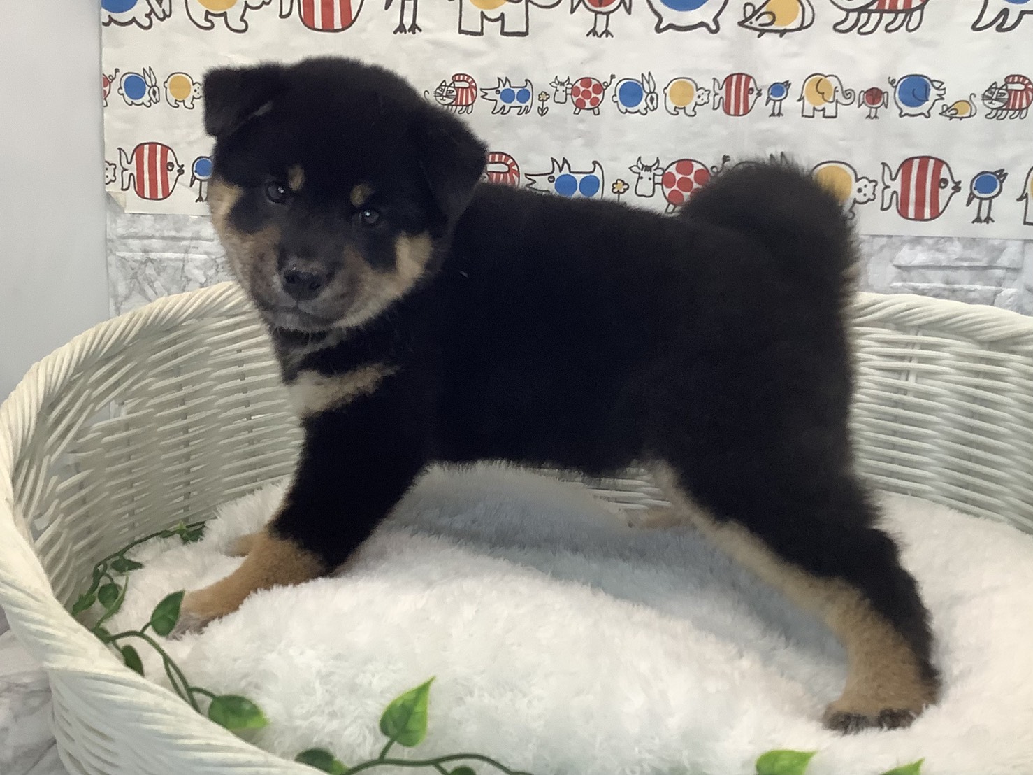 静岡県の柴犬(標準サイズ) (マルエスペット清水駒越店/2025年8月4日生まれ/女の子/黒)の子犬の3枚目の画像