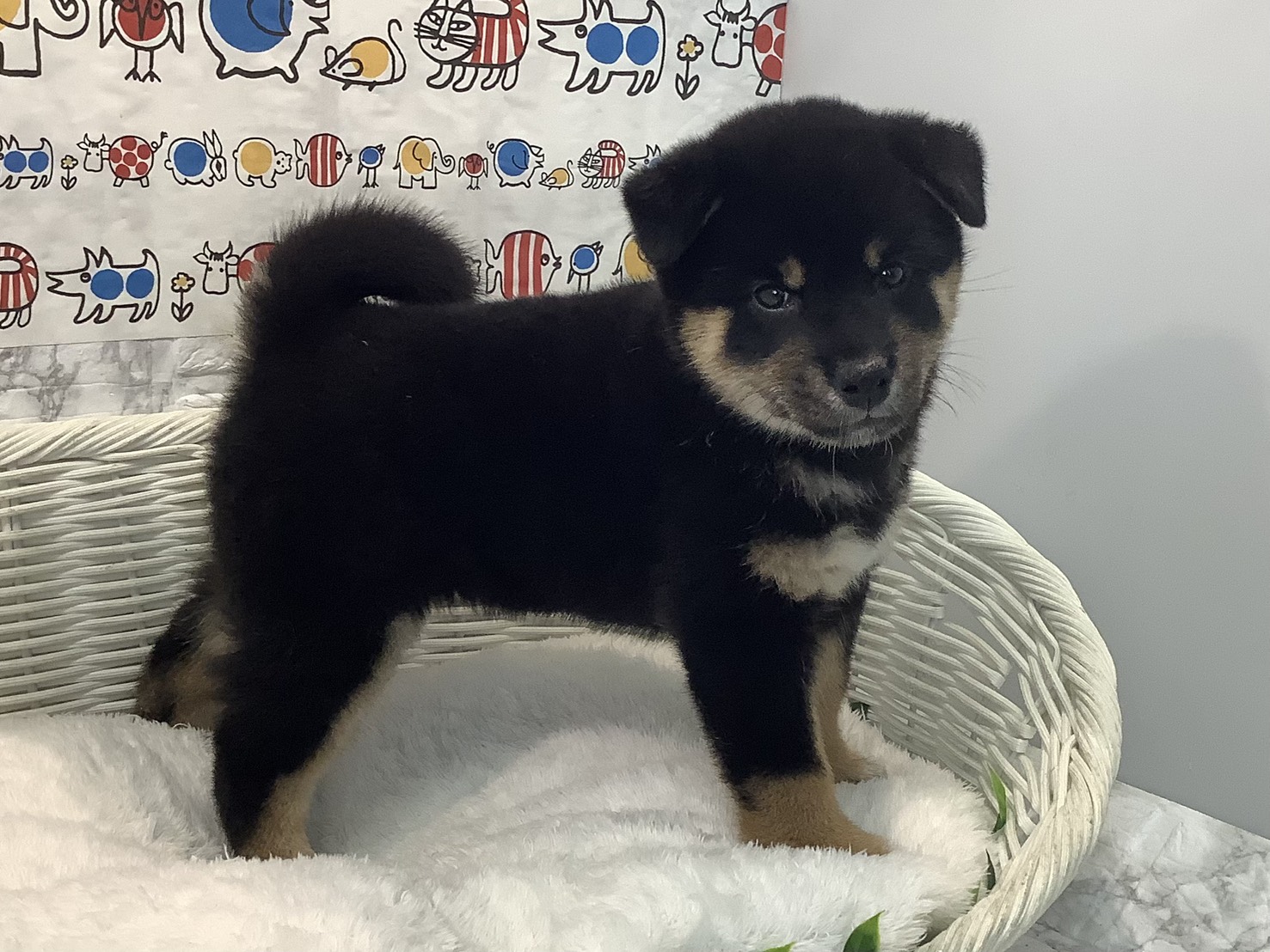 静岡県の柴犬(標準サイズ) (マルエスペット清水駒越店/2025年8月4日生まれ/女の子/黒)の子犬の2枚目の画像