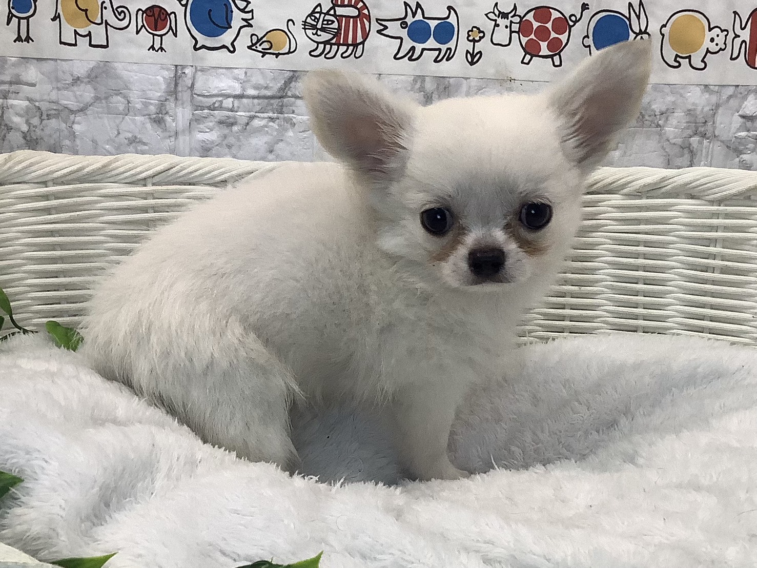 奈良県のチワワ(ロング) (マルエスペット はんな店/2025年8月7日生まれ/男の子/クリーム)の子犬の2枚目の画像