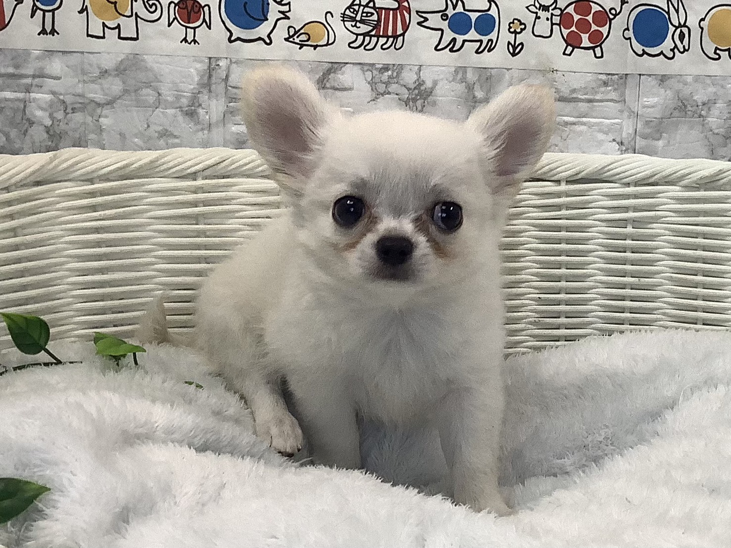 奈良県のチワワ(ロング) (マルエスペット はんな店/2025年8月7日生まれ/男の子/クリーム)の子犬の1枚目の画像