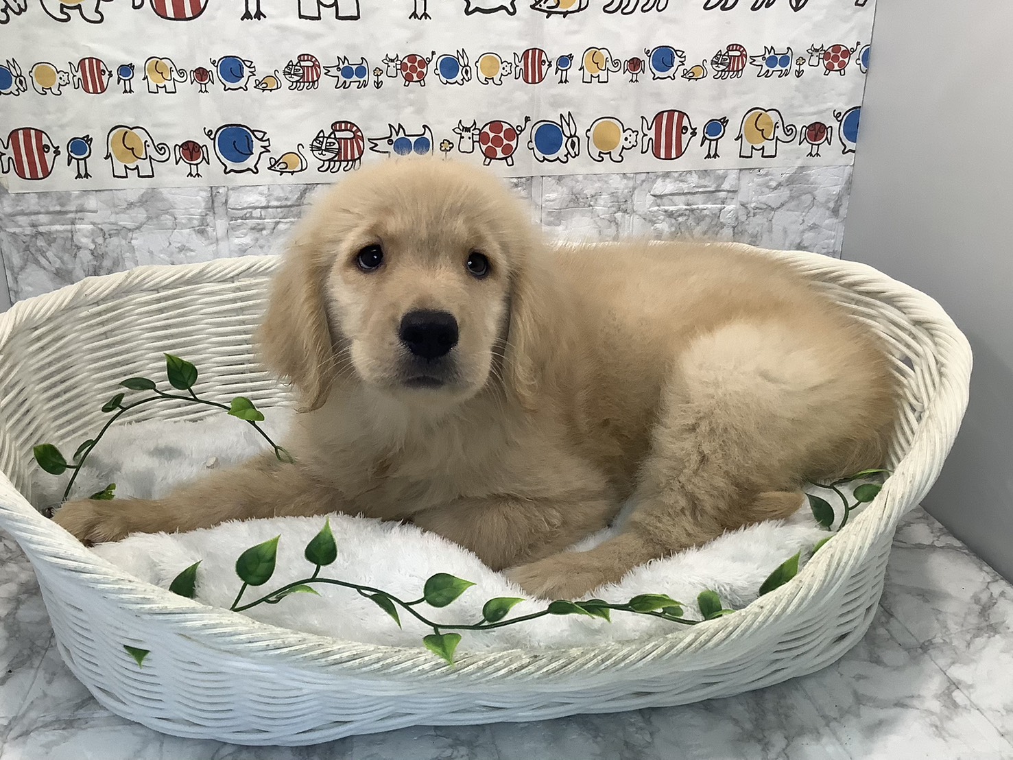 奈良県のゴールデンレトリバー (ペットアミ生駒店/2025年8月7日生まれ/女の子/ゴールデン)の子犬の3枚目の画像