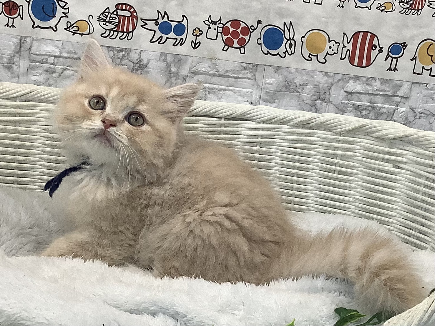 奈良県のラガマフィン (ペットアミ生駒店/2025年8月1日生まれ/男の子/クリームタビーホワイト)の子猫の3枚目の画像