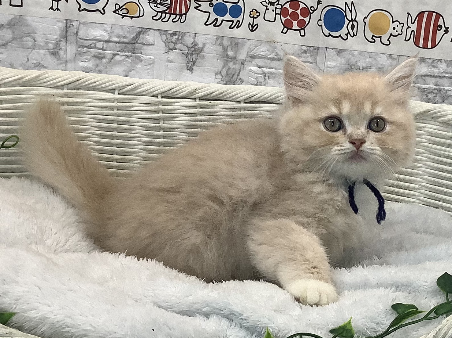 奈良県のラガマフィン (ペットアミ生駒店/2025年8月1日生まれ/男の子/クリームタビーホワイト)の子猫の2枚目の画像
