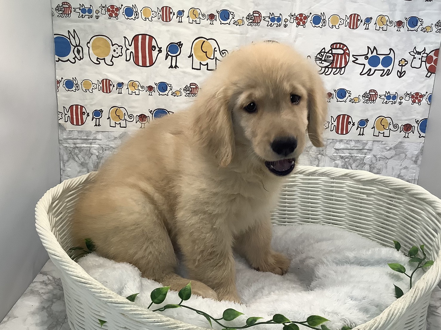 奈良県のゴールデンレトリバー (ペットアミ生駒店/2025年8月7日生まれ/女の子/ゴールデン)の子犬の2枚目の画像