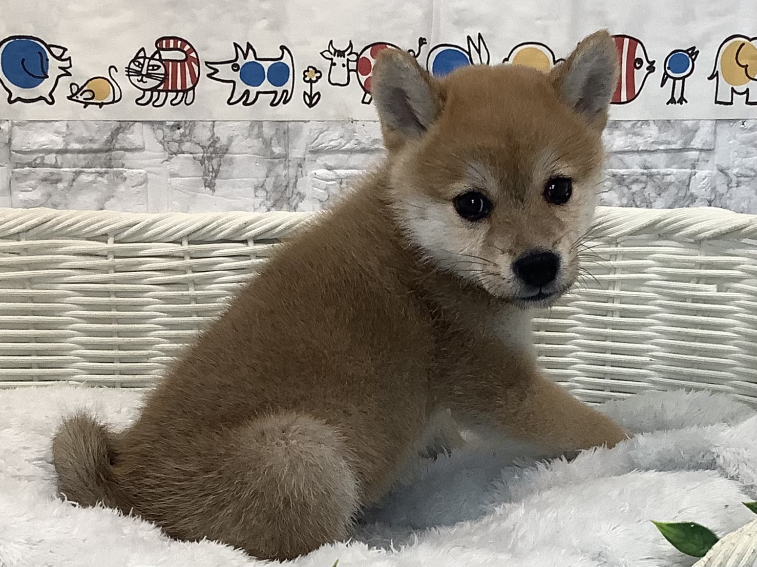 奈良県の柴犬(標準サイズ) (マルエスペット 富雄店/2025年8月18日生まれ/女の子/赤)の子犬の2枚目の画像