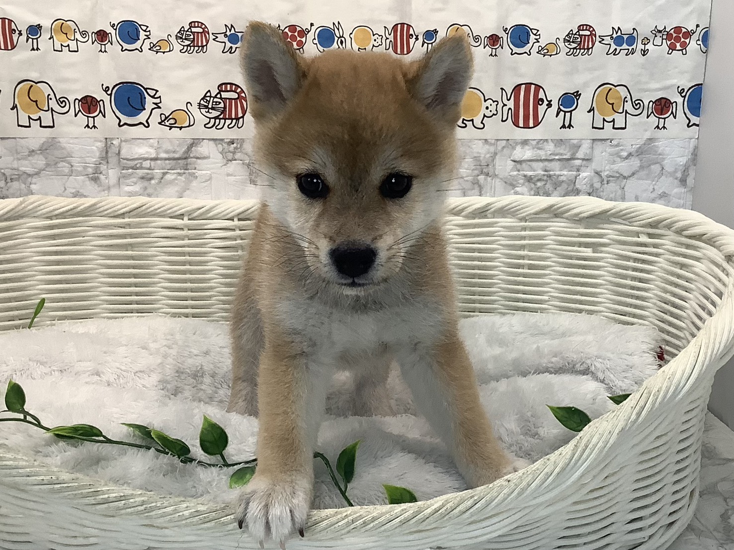 奈良県の柴犬(標準サイズ) (マルエスペット 富雄店/2025年8月18日生まれ/女の子/赤)の子犬の1枚目の画像