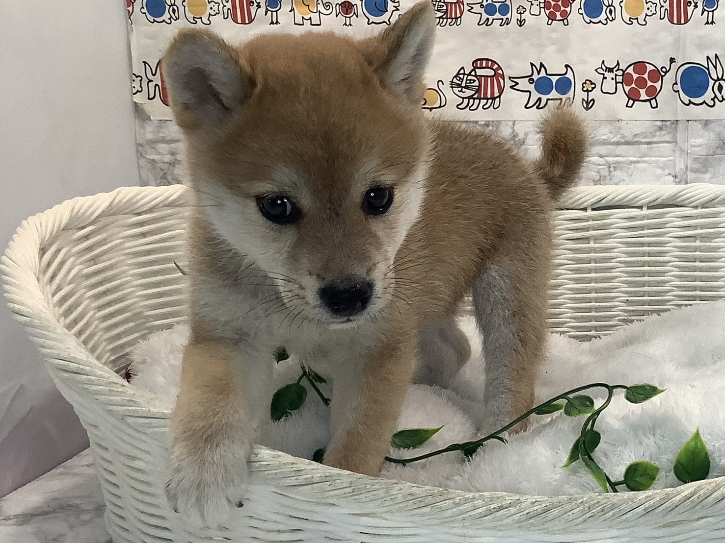 奈良県の柴犬(標準サイズ) (マルエスペット 富雄店/2025年8月18日生まれ/女の子/赤)の子犬の3枚目の画像