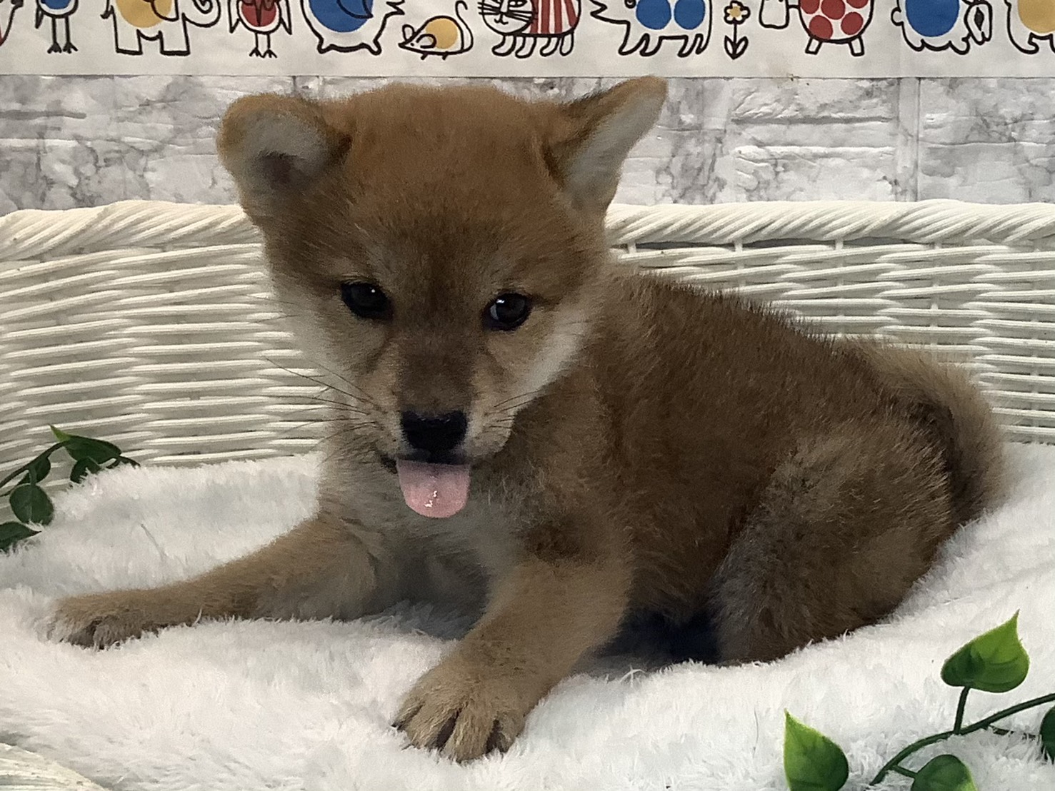 奈良県の柴犬(標準サイズ) (マルエスペット はんな店/2025年8月18日生まれ/男の子/赤)の子犬の3枚目の画像