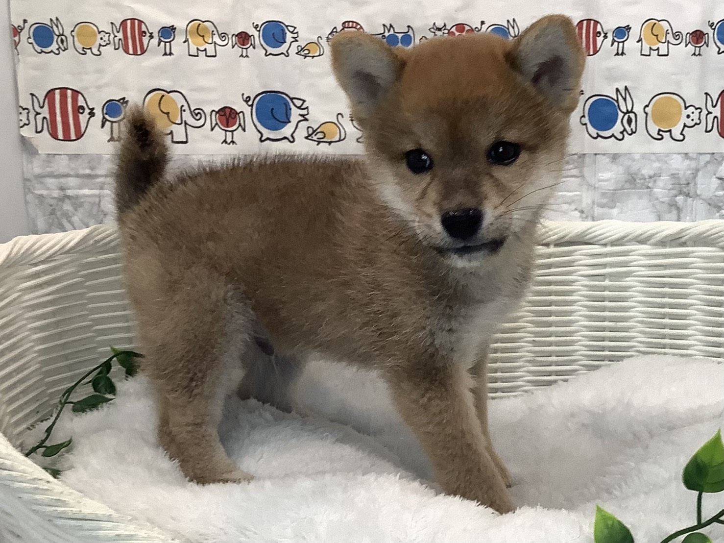 奈良県の柴犬(標準サイズ) (マルエスペット はんな店/2025年8月18日生まれ/男の子/赤)の子犬の2枚目の画像