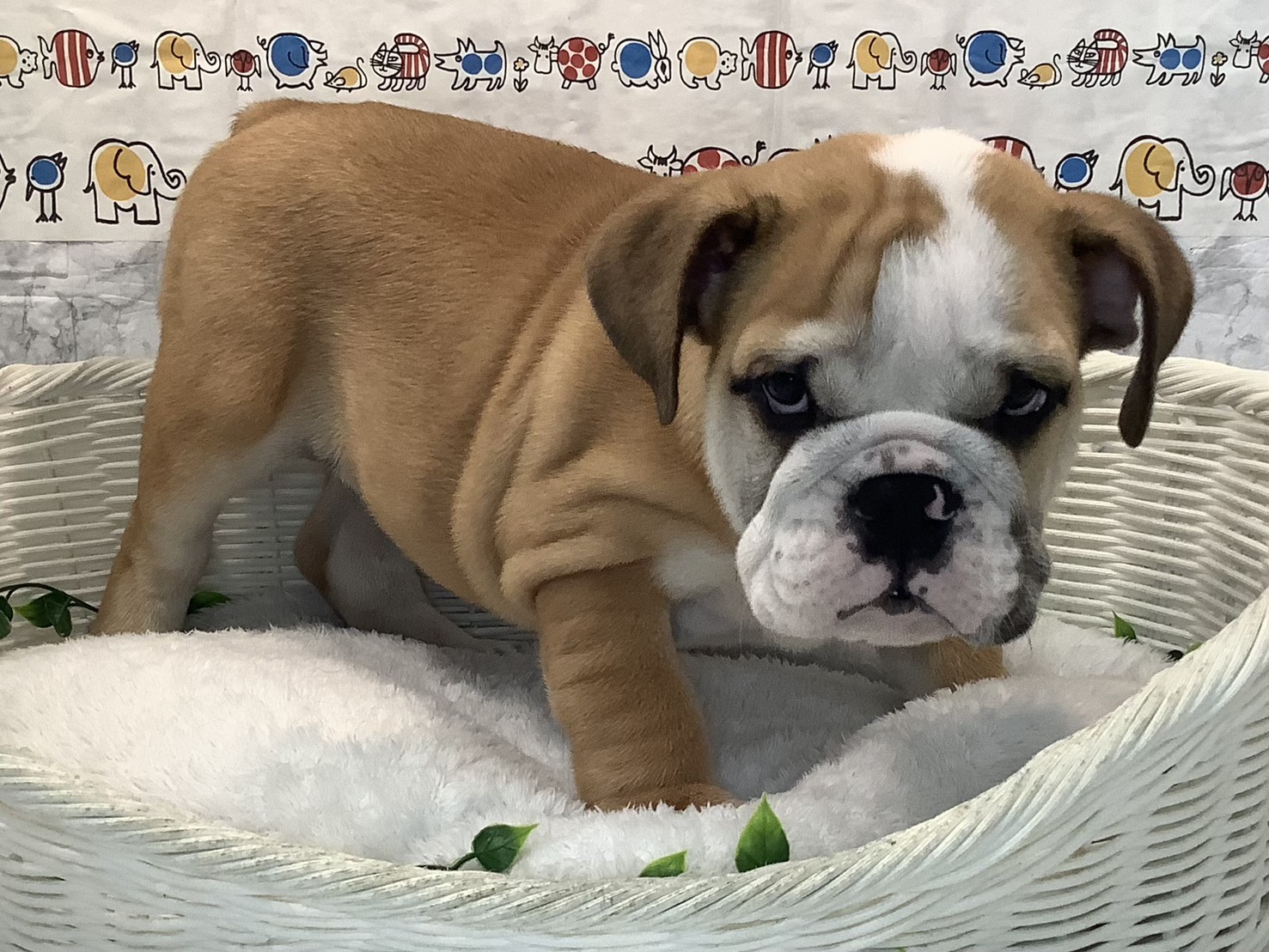 奈良県のブルドッグ (マルエスペット ヒルステップ生駒店/2025年8月10日生まれ/男の子/レッドホワイト)の子犬の2枚目の画像