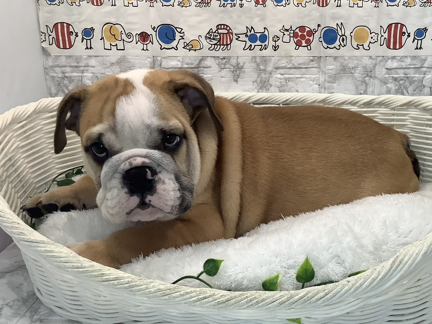 奈良県のブルドッグ (マルエスペット ヒルステップ生駒店/2025年8月10日生まれ/男の子/レッドホワイト)の子犬の3枚目の画像