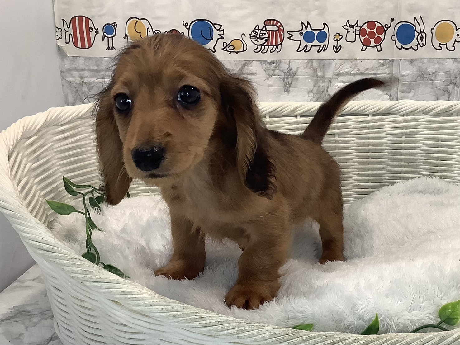 奈良県のカニンヘンダックスフンド(ロング) (ペットアミ生駒店/2025年8月9日生まれ/男の子/レッド)の子犬の3枚目の画像