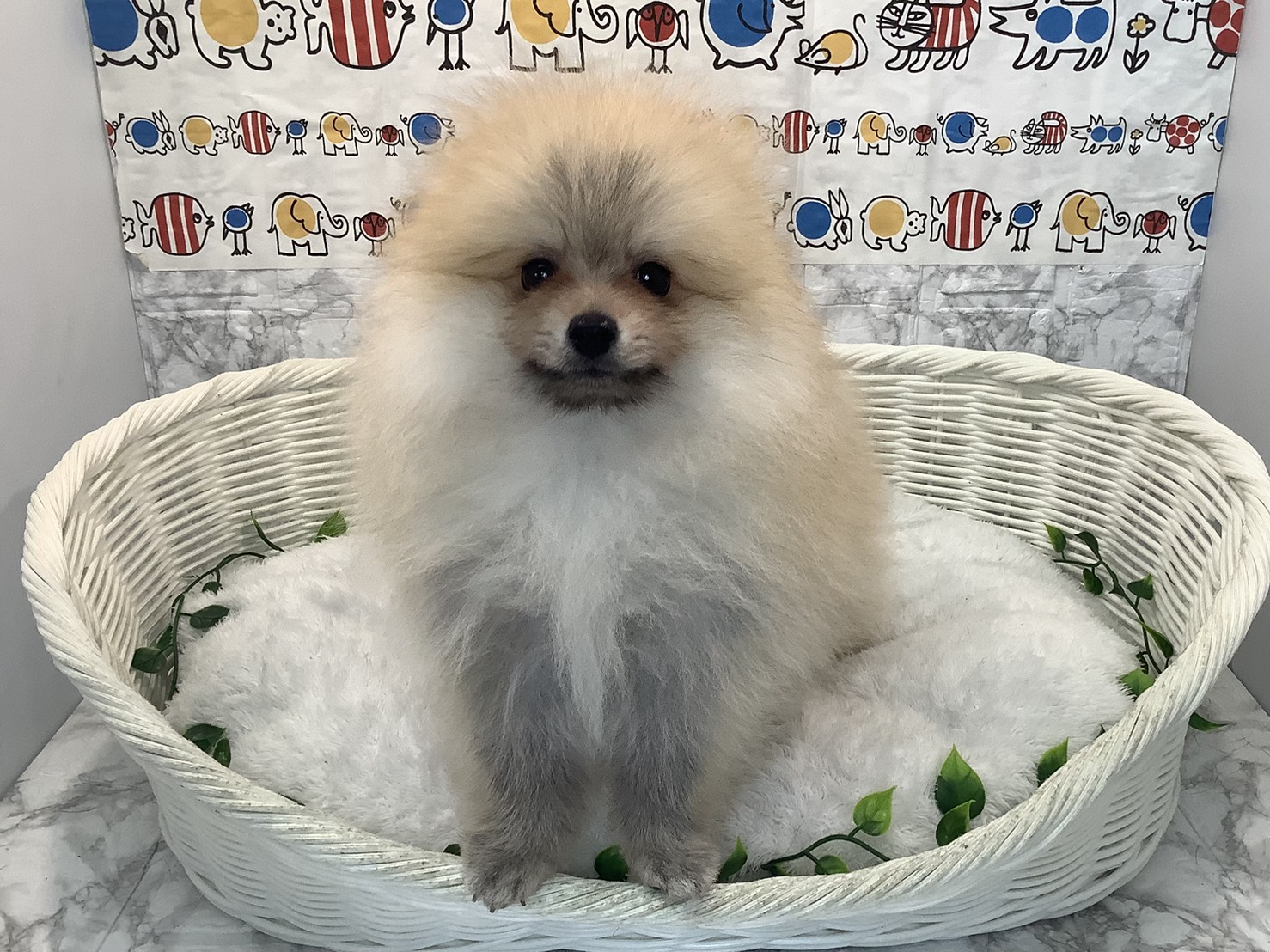 奈良県のポメラニアン (マルエスペット 奈良店/2025年8月7日生まれ/男の子/オレンジ)の子犬の1枚目の画像