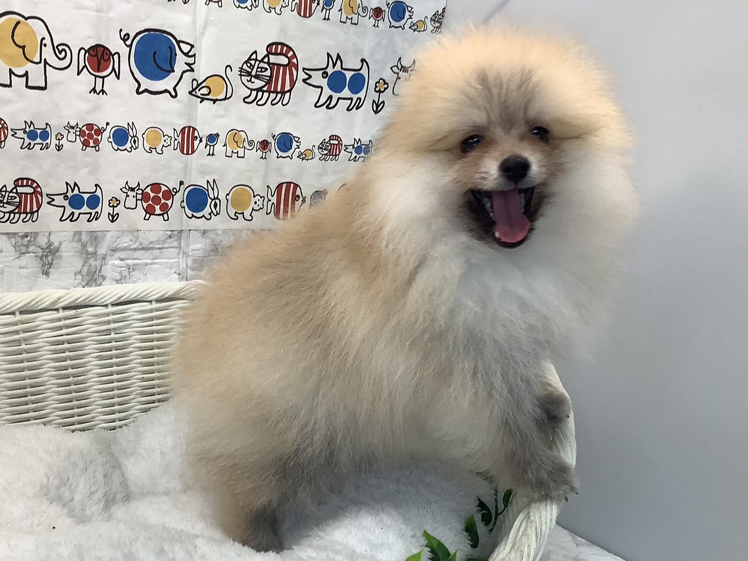 奈良県のポメラニアン (マルエスペット 奈良店/2025年8月7日生まれ/男の子/オレンジ)の子犬の2枚目の画像