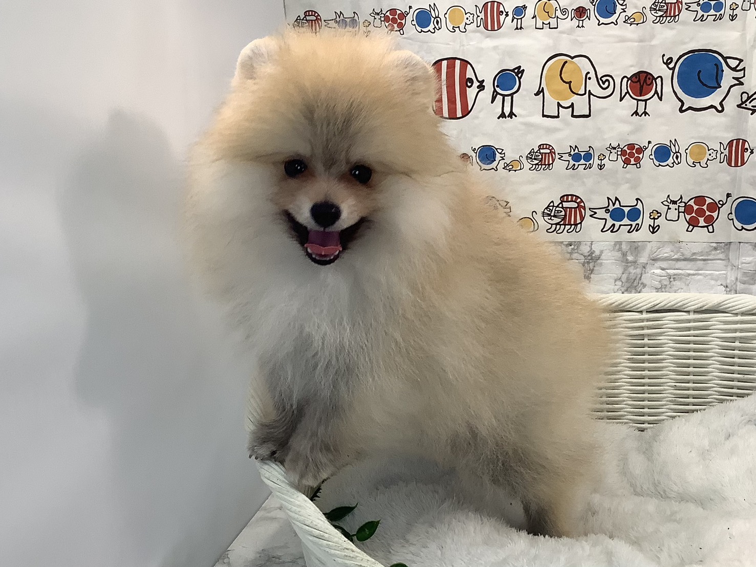 奈良県のポメラニアン (マルエスペット 奈良店/2025年8月7日生まれ/男の子/オレンジ)の子犬の3枚目の画像