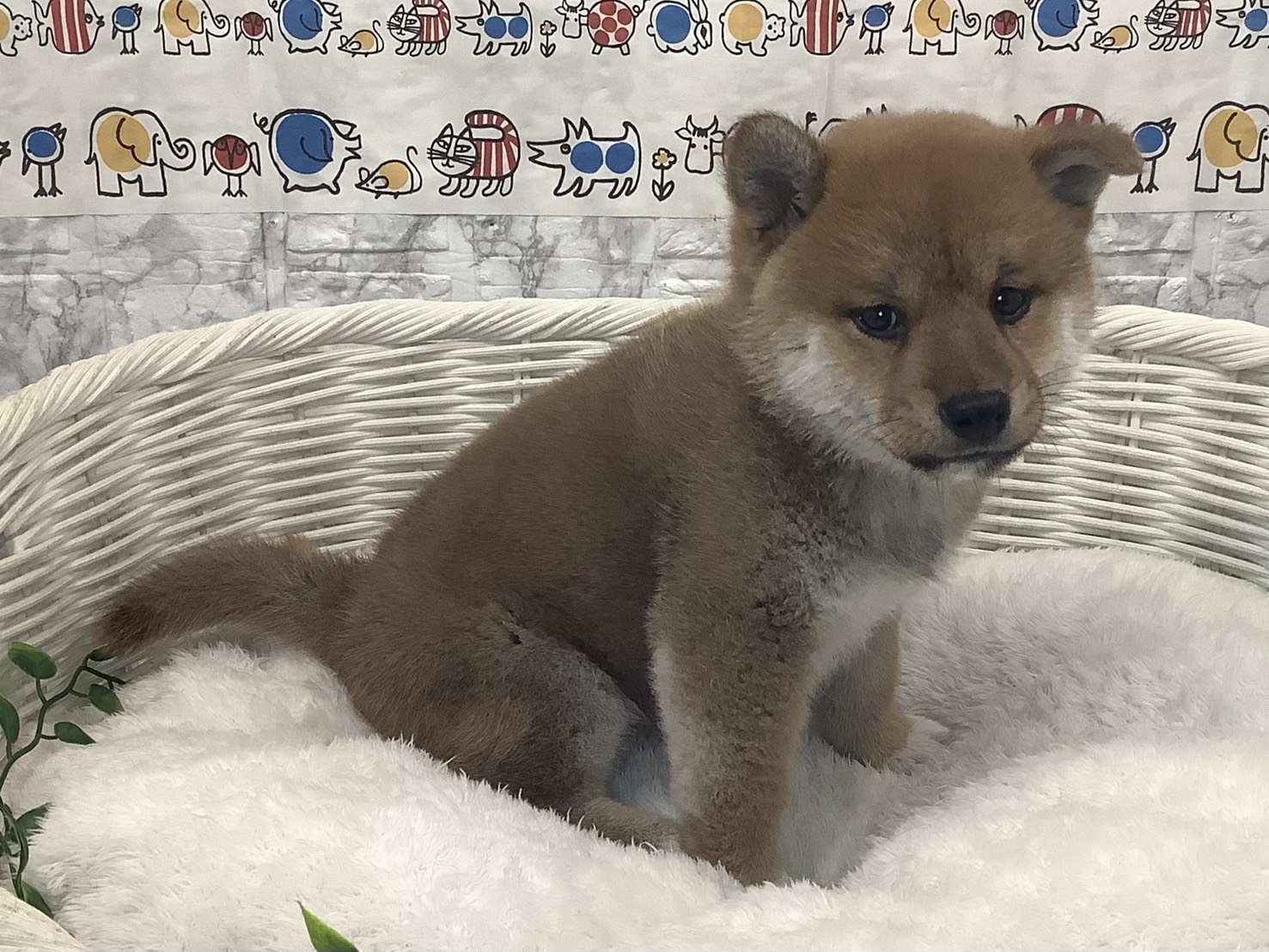 奈良県の豆柴 (マルエスペット 富雄店/2025年8月23日生まれ/男の子/赤)の子犬の2枚目の画像
