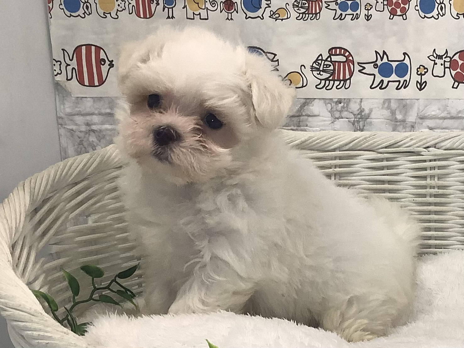 愛知県のマルチーズ (ペッツワン岡崎美合店/2025年8月20日生まれ/男の子/ホワイト)の子犬の3枚目の画像