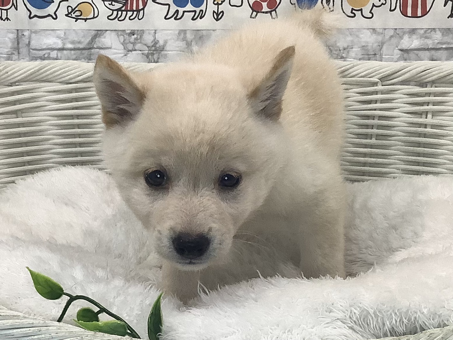 千葉県の柴犬(標準サイズ) (マルエスペット千鳥町店/2025年8月15日生まれ/男の子/白)の子犬の1枚目の画像