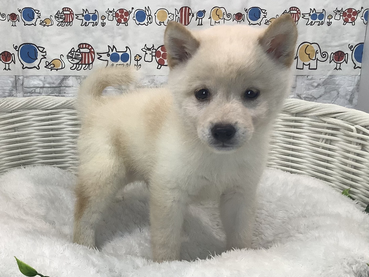 千葉県の柴犬(標準サイズ) (マルエスペット千鳥町店/2025年8月15日生まれ/男の子/白)の子犬の2枚目の画像