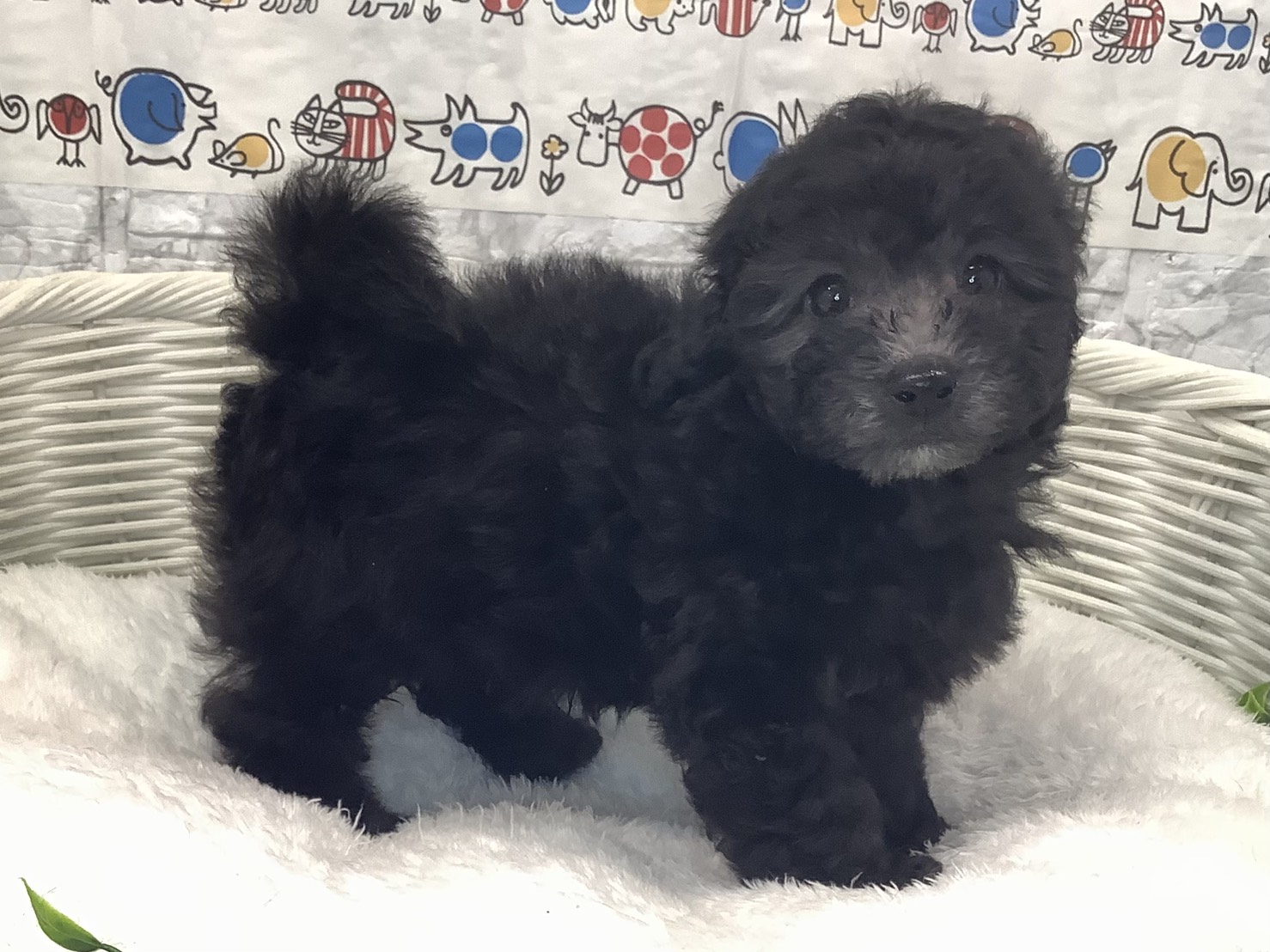 奈良県のトイプードル(トイ) (マルエスペット 富雄店/2025年8月23日生まれ/男の子/シルバー)の子犬の2枚目の画像