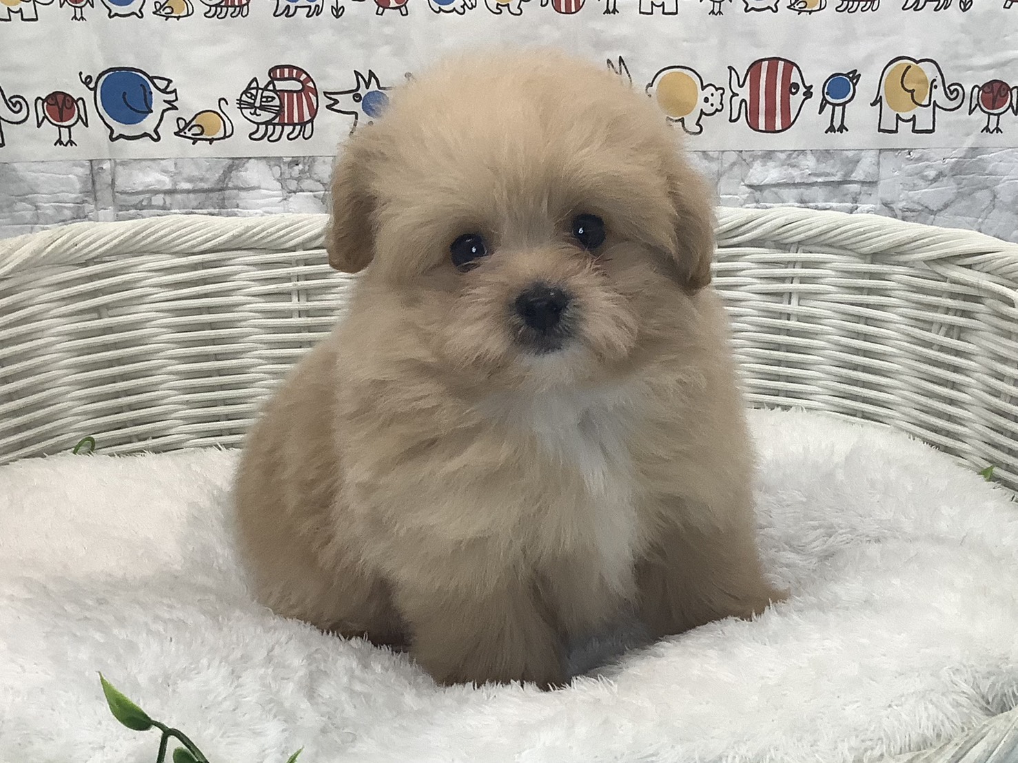 静岡県のハーフ犬・ミックス犬 (マルエスペットホームアシスト店/2025年8月24日生まれ/男の子/クリーム)の子犬の1枚目の画像