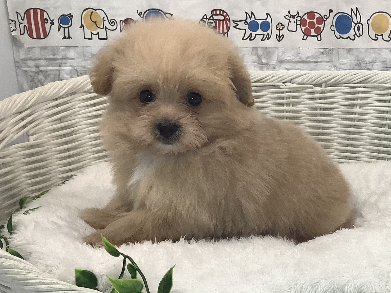 静岡県のハーフ犬・ミックス犬 (マルエスペットホームアシスト店/2025年8月24日生まれ/男の子/クリーム)の子犬の3枚目の画像