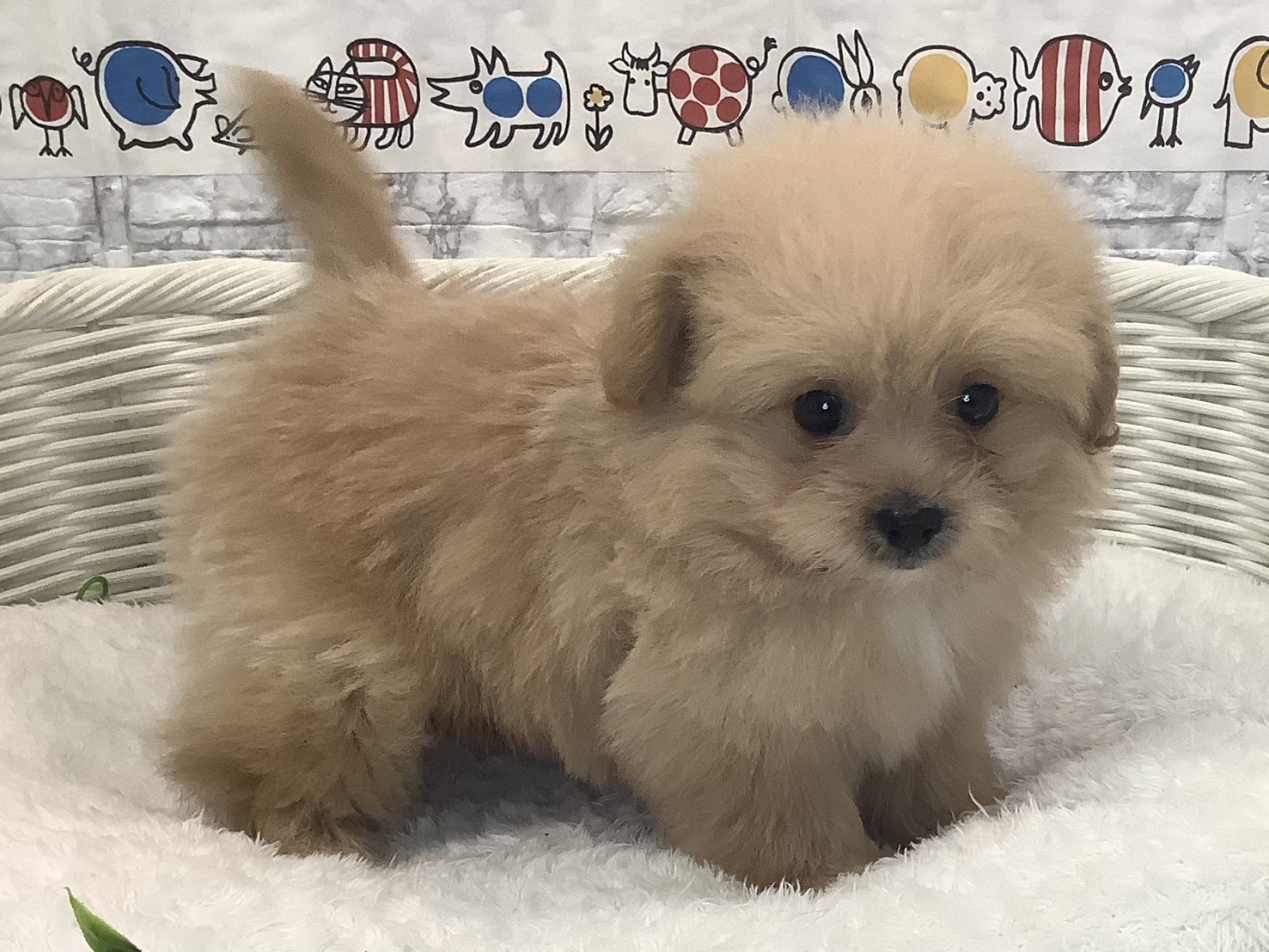 静岡県のハーフ犬・ミックス犬 (マルエスペットホームアシスト店/2025年8月24日生まれ/男の子/クリーム)の子犬の2枚目の画像