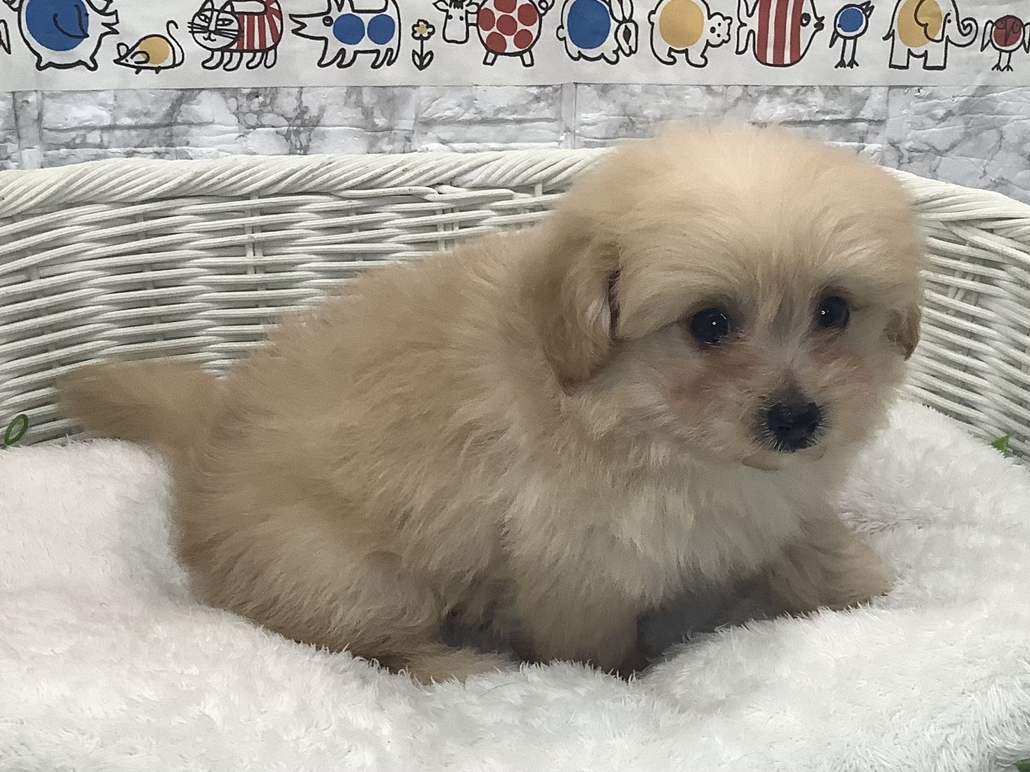 神奈川県のハーフ犬・ミックス犬 (マルエスペット湯河原店/2025年8月24日生まれ/男の子/クリーム)の子犬の2枚目の画像