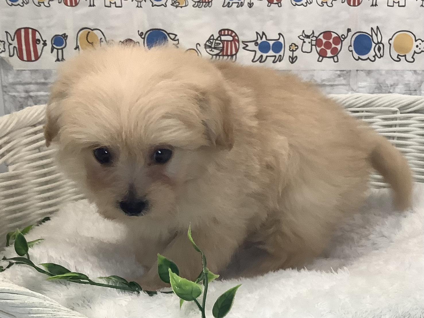 神奈川県のハーフ犬・ミックス犬 (マルエスペット湯河原店/2025年8月24日生まれ/男の子/クリーム)の子犬の3枚目の画像