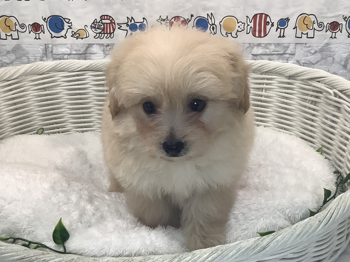 神奈川県のハーフ犬・ミックス犬 (マルエスペット湯河原店/2025年8月24日生まれ/男の子/クリーム)の子犬の1枚目の画像